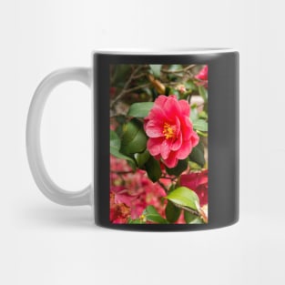 Red camellia flowers blooming in the garden Mug